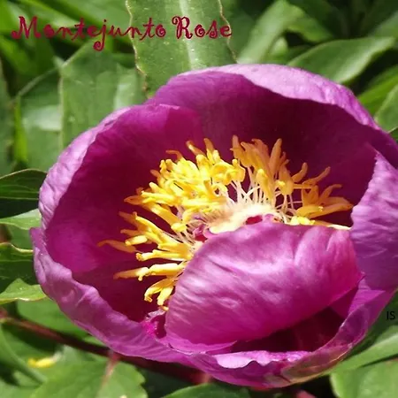 Bed & Breakfast Montejunto Rose *